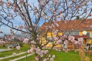 Badem kod Lazarevića već cveta, a da li će i roditi?