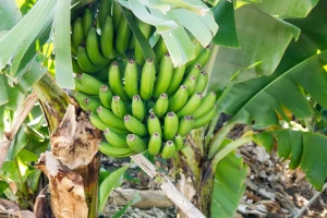 Hikmet Seferović uspešno uzgaja malu plantažu banana