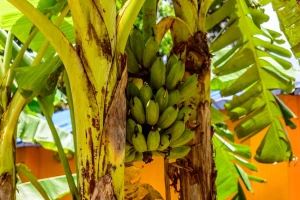 Prva uzgojena banana u Srbiji - ipak neće je biti na tržištu