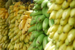 Peruanski rekord u izvozu banana