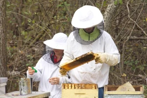 Kako klimatske promene utiču na organsko pčelarstvo?