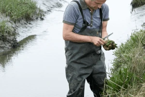 Morsko zeleno povrće pravi je hit na obalama Francuske i Holandije