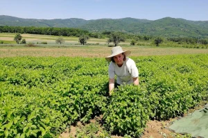 Novi Priručnik o organskoj proizvodnji lekovitih i aromatičnih biljaka