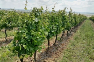 Nastavlja se nestabilno vreme koje povoljno utiče na razvoj biljnih bolesti
