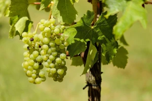 "Vršački vinogradi" na licitaciji 10. februara