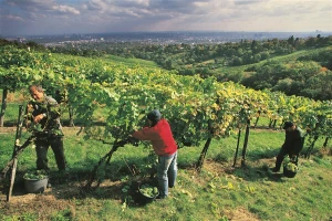 Beč okružen vinogradima - ima jedan i u samom centru grada