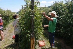Mikići su se vratili u rodnu Trstenu i obnovili gazdinstvo. Ipak, put u selu niko ne popravlja