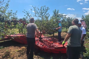 Sezonski poslovi: Ne duže od 12 časova dnevno i maksimalno 120 radnih dana godišnje