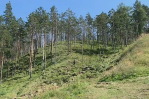 Jesmo li bogati siromašnim šumama?