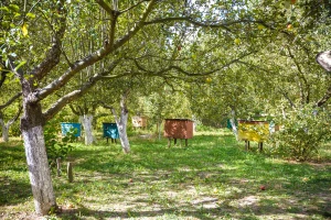 Pomor pčela u Pomoravlju zbog nepropisnog korišćenja pesticida