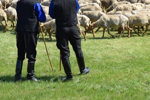 Da li su pastiri nestali sa pašnjacima?