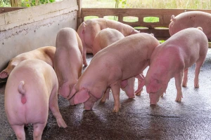 Niske cene svinjetine u Kini narušile tržište u Nemačkoj