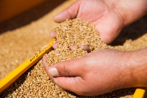 Prvi u svetu odobrili setvu GMO pšenice otporne na sušu
