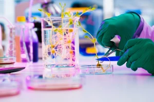 Evropski sud pravde: I kulture dobijene tehnikom uzgoja mutagenezom i promenama gena su GMO