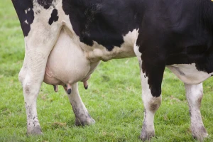 Evo zašto poštovati period zasušenja kod krava