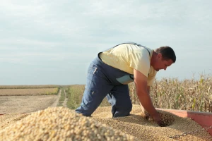 Ratari se nadaju ceni suncokreta i soje za najmanje 40 do 45 dinara po kilogramu
