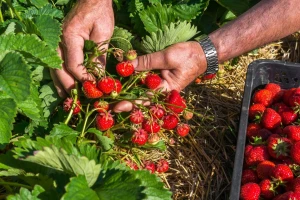 Tretiranje jagoda insektima umesto pesticidima
