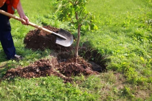 Uprava za šume poklanja sadnice onima koji žele da pošume svoje imanje
