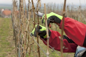 Tradicionalni načini rezidbe vinograda i formiranje uzgojnih oblika