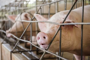 Odobrili GMO svinjetinu za ishranu - koristiće se i u farmaciji?