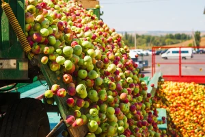 Poslao 50 tona jabuka nepoznatom kupcu pa ostao bez novca