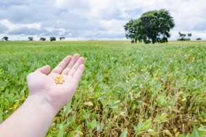 Podrška za proizvodnju proteina visokog kvalitete bez GMO-a?