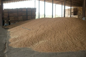 Slaba zainteresovanost obara cenu naše pšenice - u svetu raste