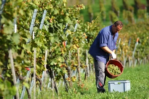 Usvojena Uredba - 53 milijarde dinara za subvencije u poljoprivredi za 2021.