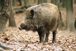 Afrička kuga svinja ponovo u pirotskom okrugu?