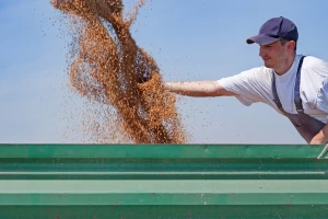 Produktna berza: Kukuruz 18,8, pšenica 20,9, soja 52 dinara za kilogram