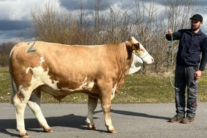 Bik prodat za 144.000 eura