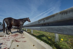 Sudar kamiona: Jedan konj uginuo, drugi se razbežali po autoputu