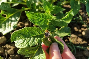 Pojavila se krompirova zlatica - ne tretirati je insekticidima?