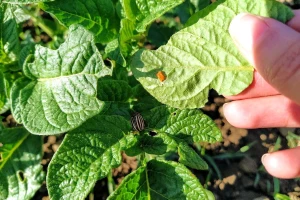 Krompirova zlatica brzo razvija otpornost na insekticide - koje mere koristiti?