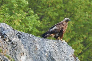 Nada za spas orlova krstaša ipak postoji