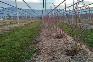 Borovnica na 2.500 ha u Srbiji - potrebna velika ulaganja i znanje