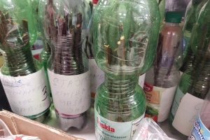 Kako čuvati voćne plemke do trenutka kalemljenja?