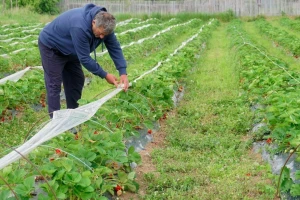 Vremenske prilike dobre za julsku sadnju jagoda: ručnu ili mašinsku?