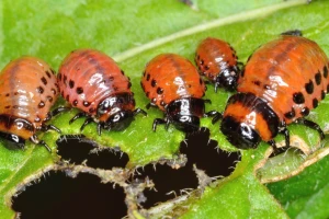Pronašli zamenu za hemijske pesticide - alternativa je RNA biokontrola?