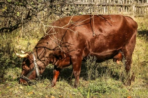 Pre deset godina imali 311, a krajem 2018. čak 6.660 organskih proizvođača