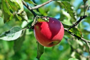 Kako do dobre crvene boje jabuke?