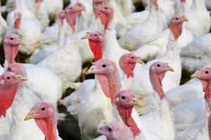Epidemija ptičijeg gripa: 350.000 poljske živine u opasnosti
