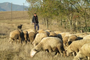 Profesor engleskog ne odustaje od porodične tradicije - ovčarstva