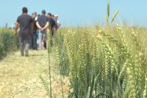 Usevi u dobrom stanju, žetva počinje početkom jula