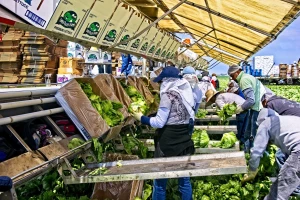 U Nemačku nikad više, ni na odmor! Sezonci razočarani i u strahu od represije