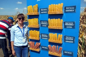 DEKALB hibridi maksimalno i u suši