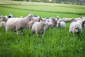 Poskupele priplodne krave, pojeftinile tovne svinje, a jagnjad 500 din/kg