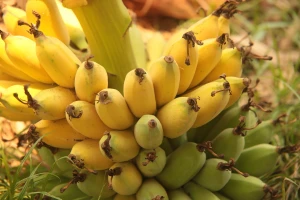 Pivo od banana za spas turizma pogođenog korona krizom?