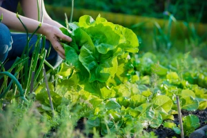 Antraknoza salate: Glavice su sitnije i često nisu za ishranu