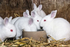 Kunići su osetljivi na određenu hranu - šta moraju da jedu svaki dan?